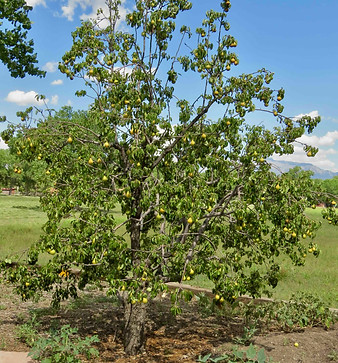 Pear Tree.jpg