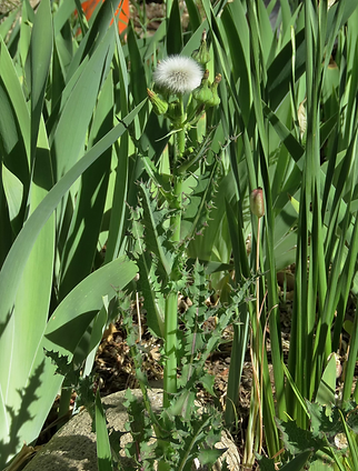 Sow Thistle