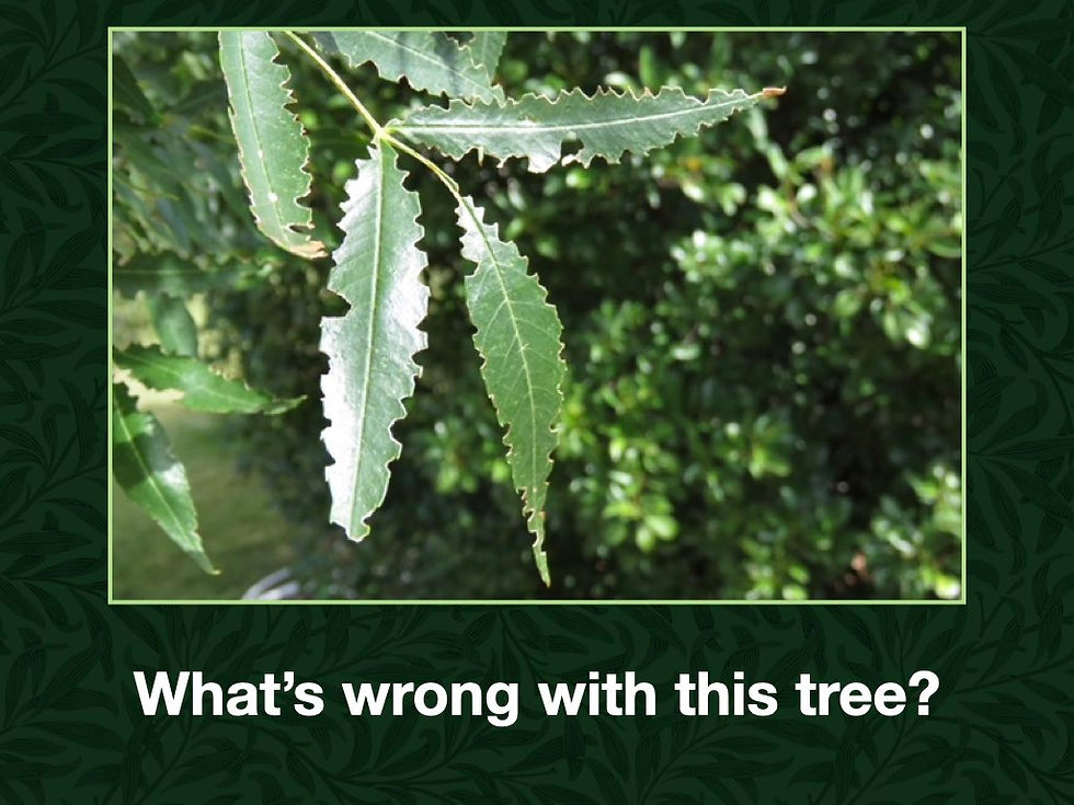Tree Problem Diagnostics.016.jpeg