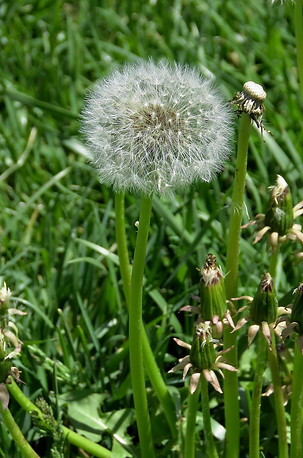 Dandelion