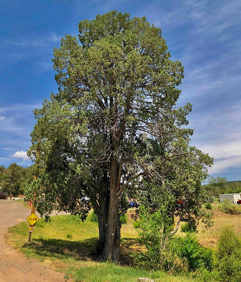 Rocky Mountain Juniper 