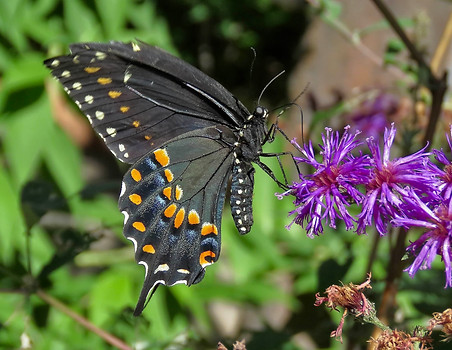Black Swallowtail