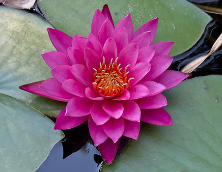 Water Lily