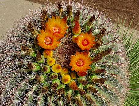 Barrel Cactus