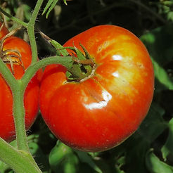 Tomato
