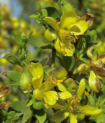 Creosote Bush