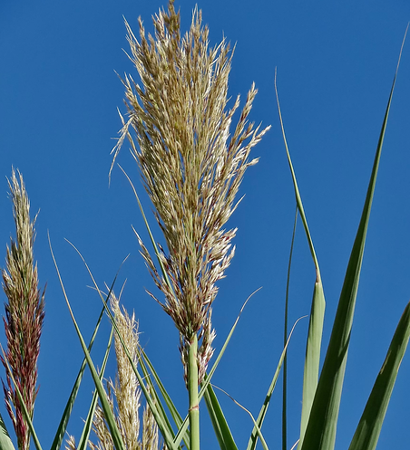 Giant Reed