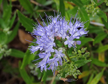 Blue Mist Spirea Flower.jpg