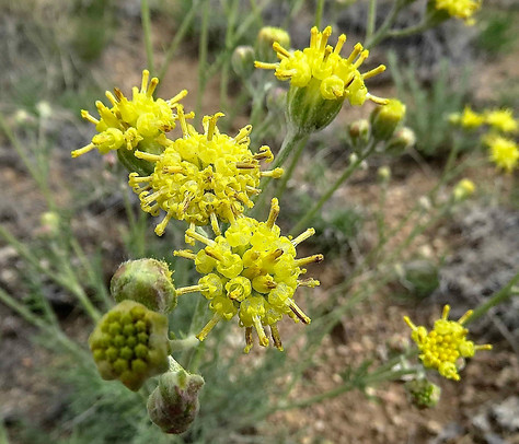 Fineleaf Woollywhite