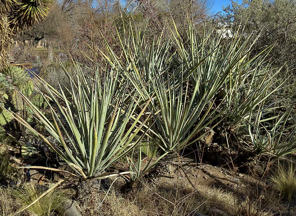 Mojave Yucca
