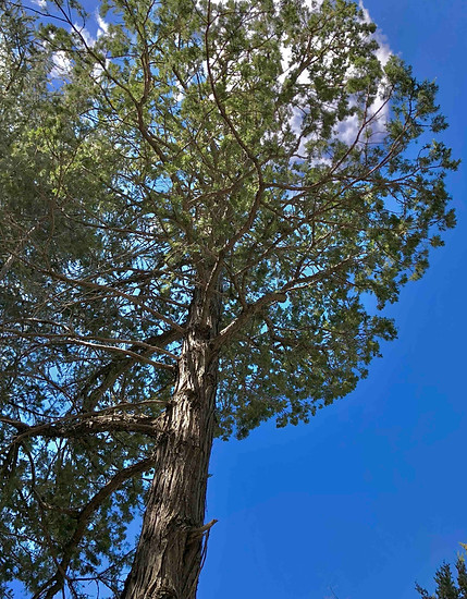 Rocky Mountain Juniper