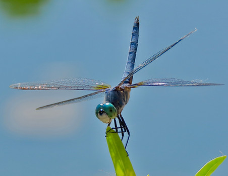 Blue Dasher