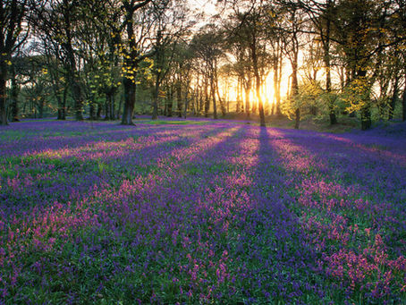 Where I Want to Live