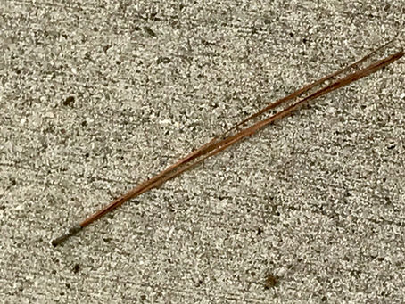The Straw