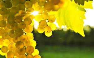Pure and Fresh