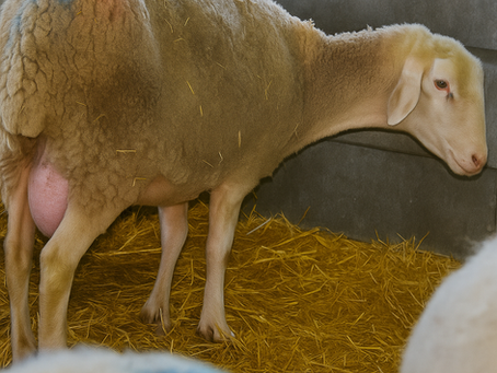 Diseases of the female mammary glands in sheep, goats and cattle