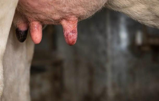 Mastitis in dairy cows