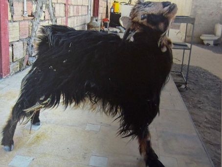 Intracranial lesions in the central nervous system in sheep and goats