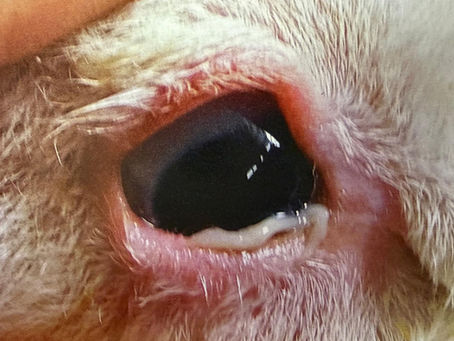 Periocular disorders of the eyelid and conjunctiva in young sheep and goats