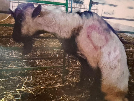 Neurological disorders in sheep and goats