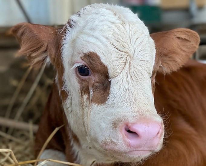 Eye diseases in cows and calves