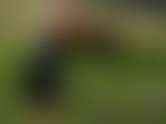 Various disorders in goats and sheep