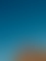 portraits of five roses