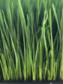 Wheatgrass- 10 x 20 Tray