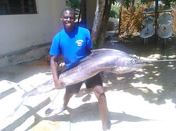 Blue Marlin