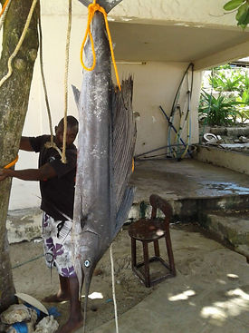 Blue Marlin