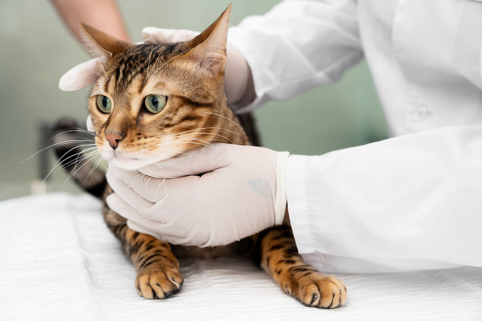 O que acontece se a ureia do seu cão ou gato estiver aumentada?