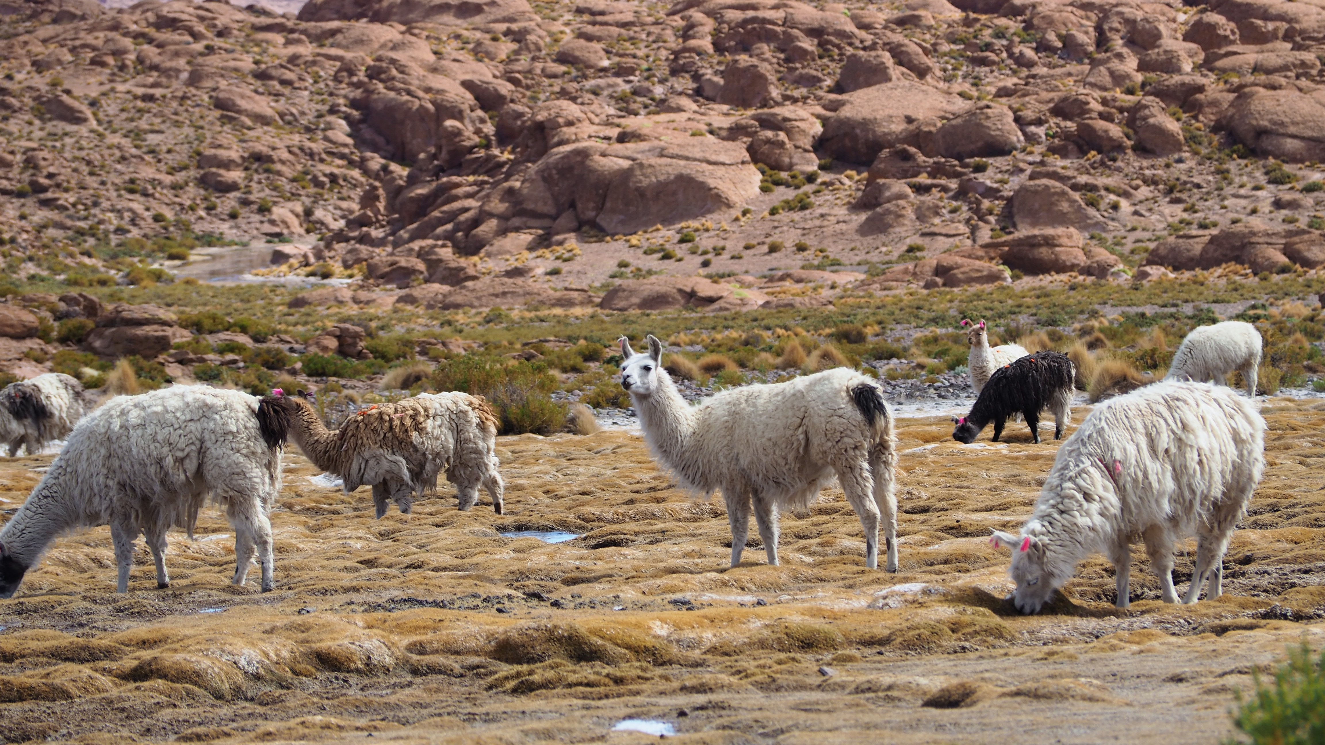 altiplano llamas