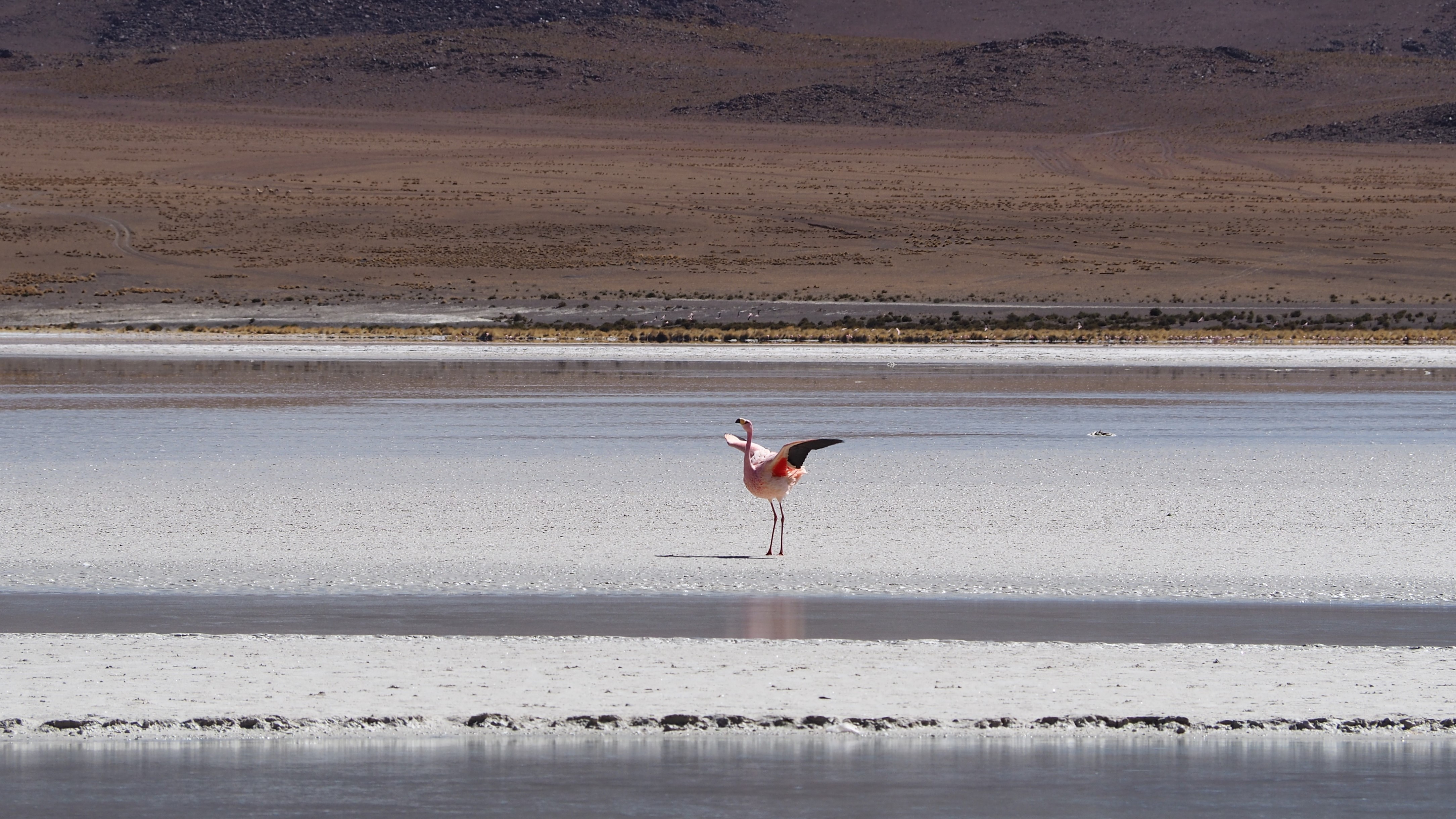 Andino flamingo