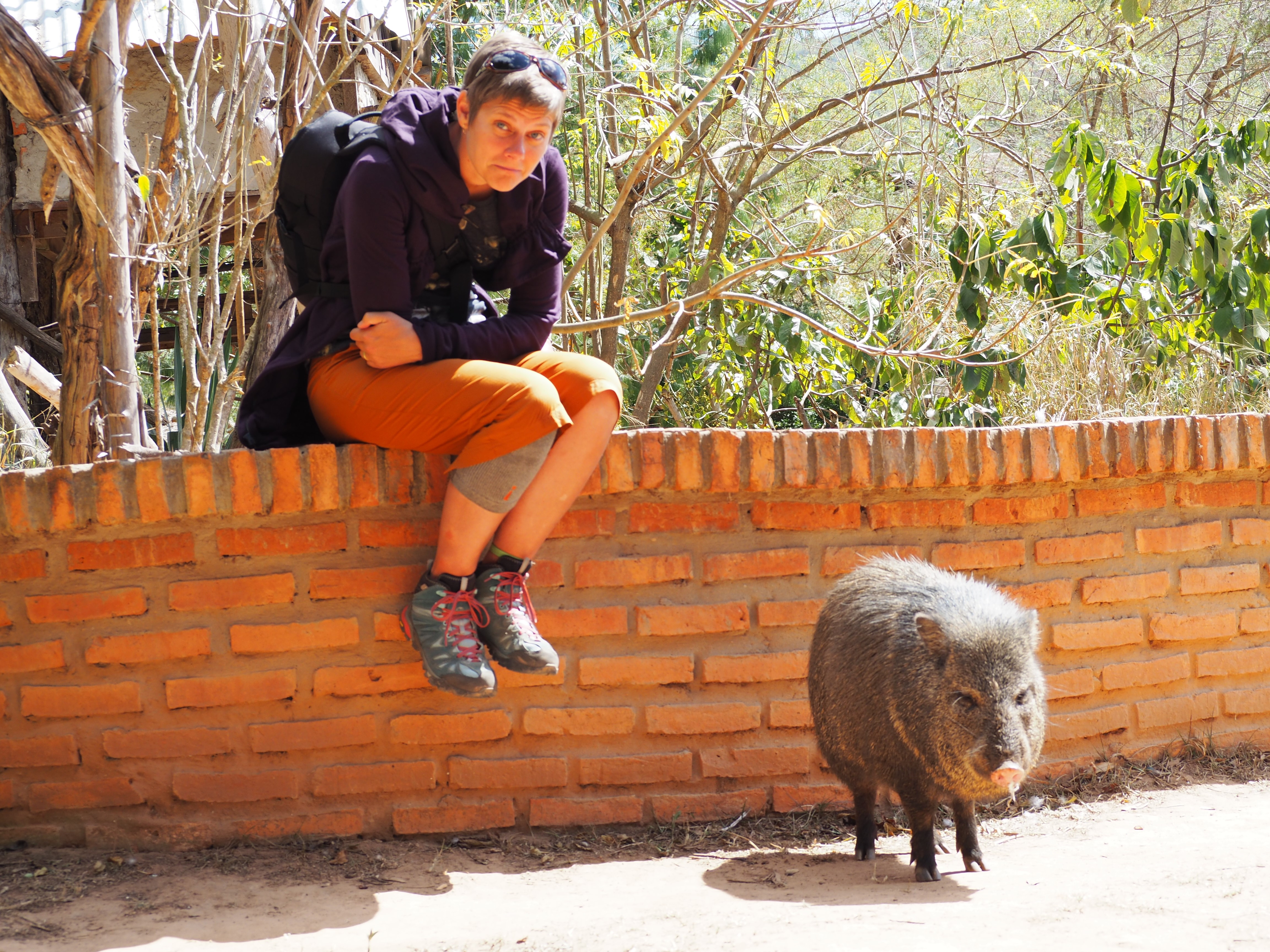 SEES and a peccary at the "Refugio"