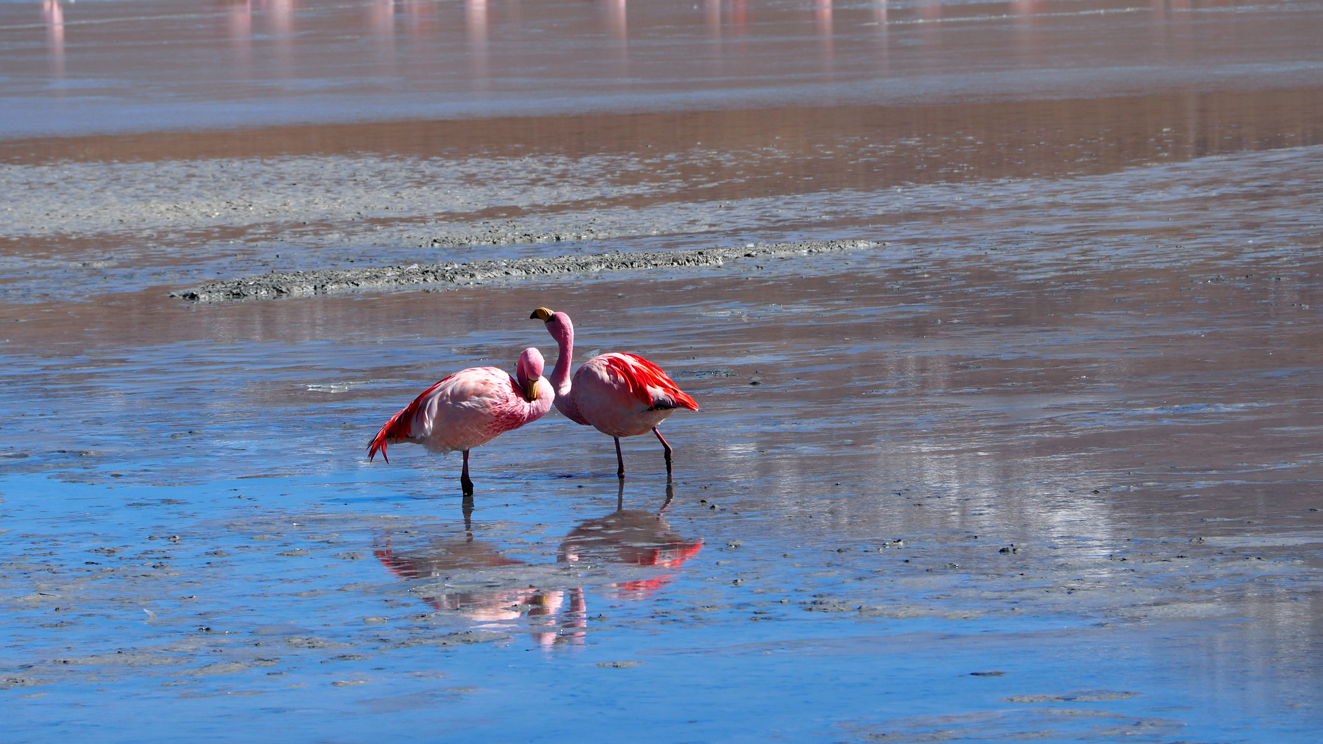 flamingos at Laguna Hedionda