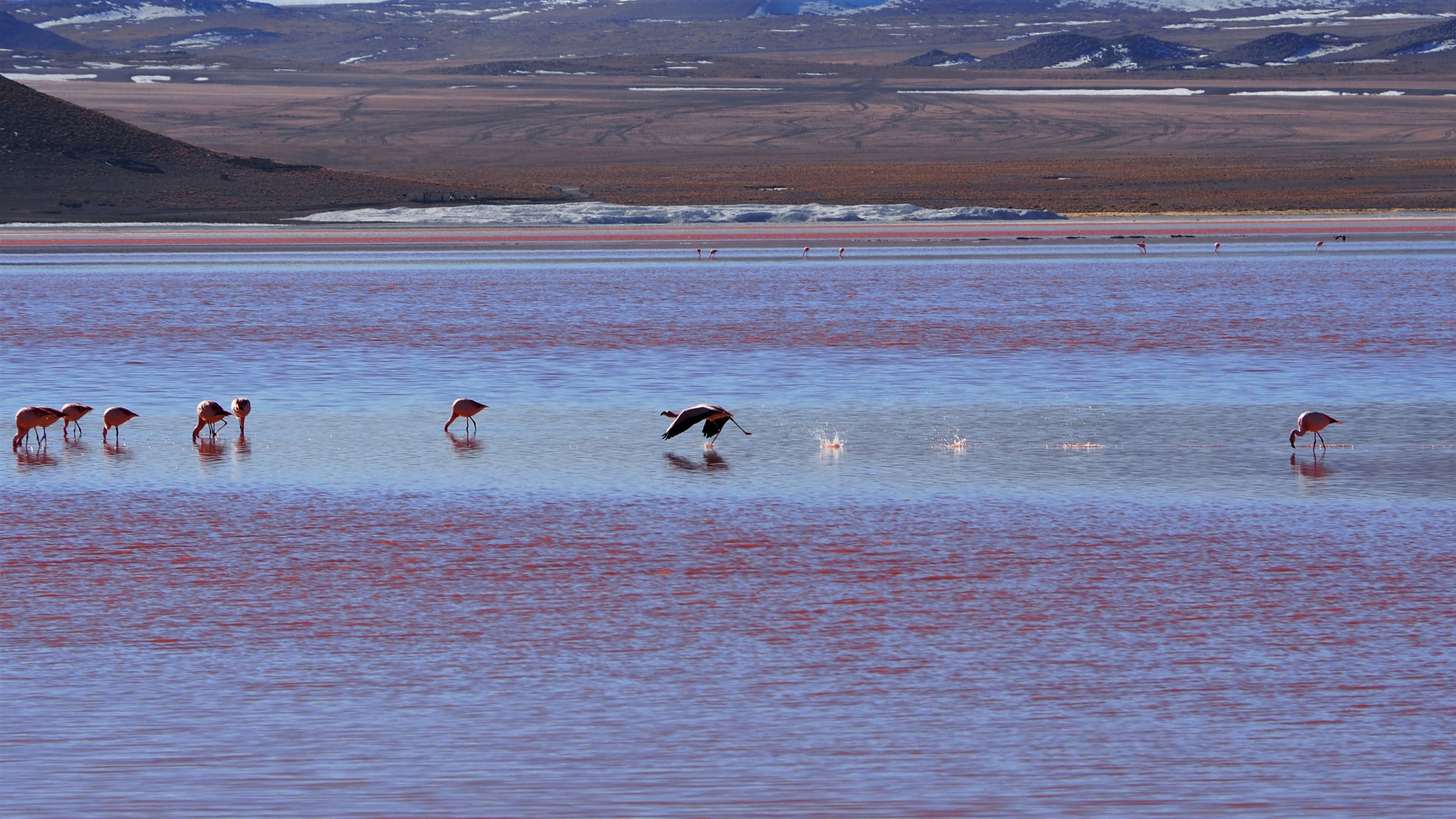 flamingos on Laguna Colorada