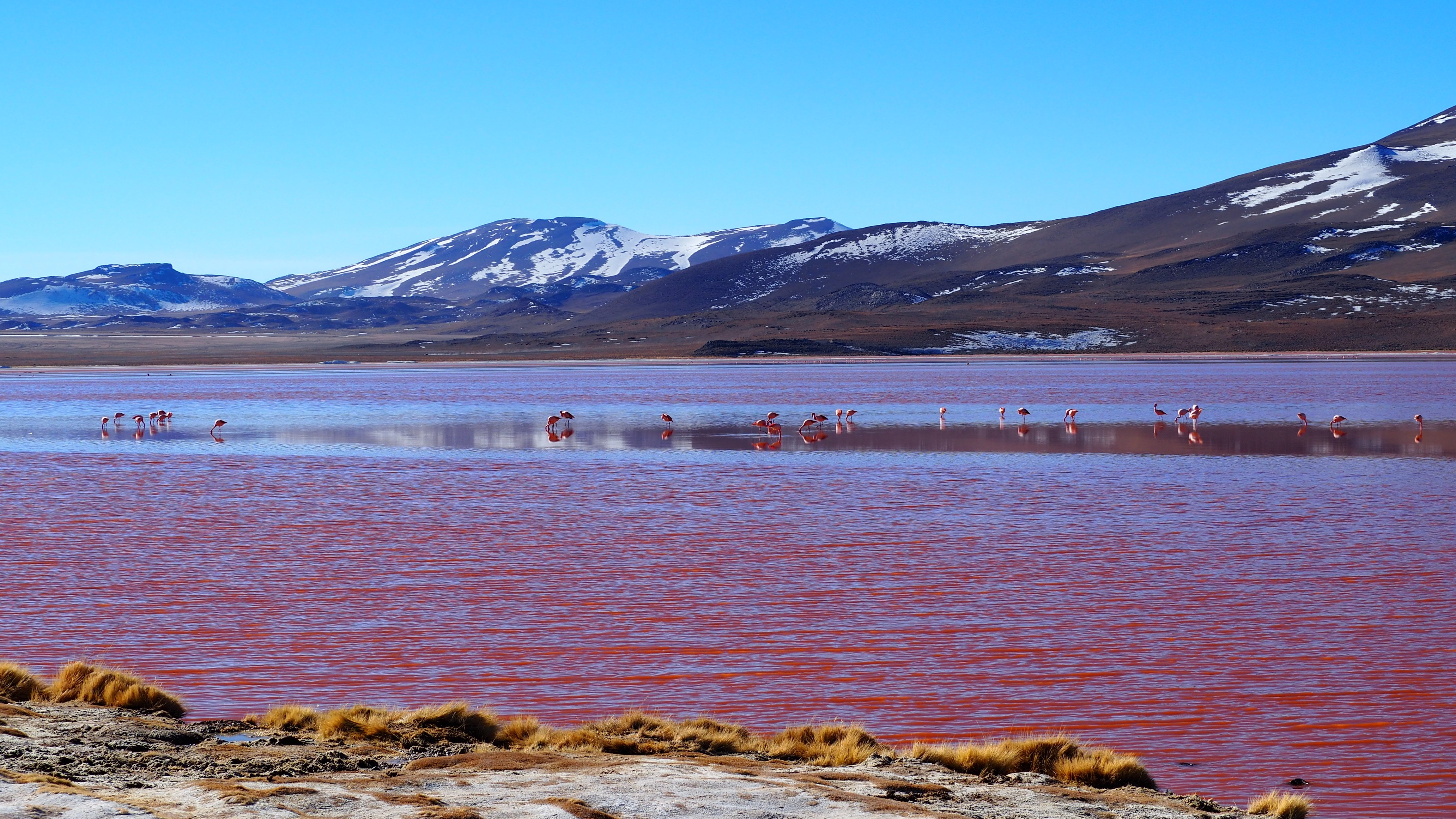 Laguna Colorada