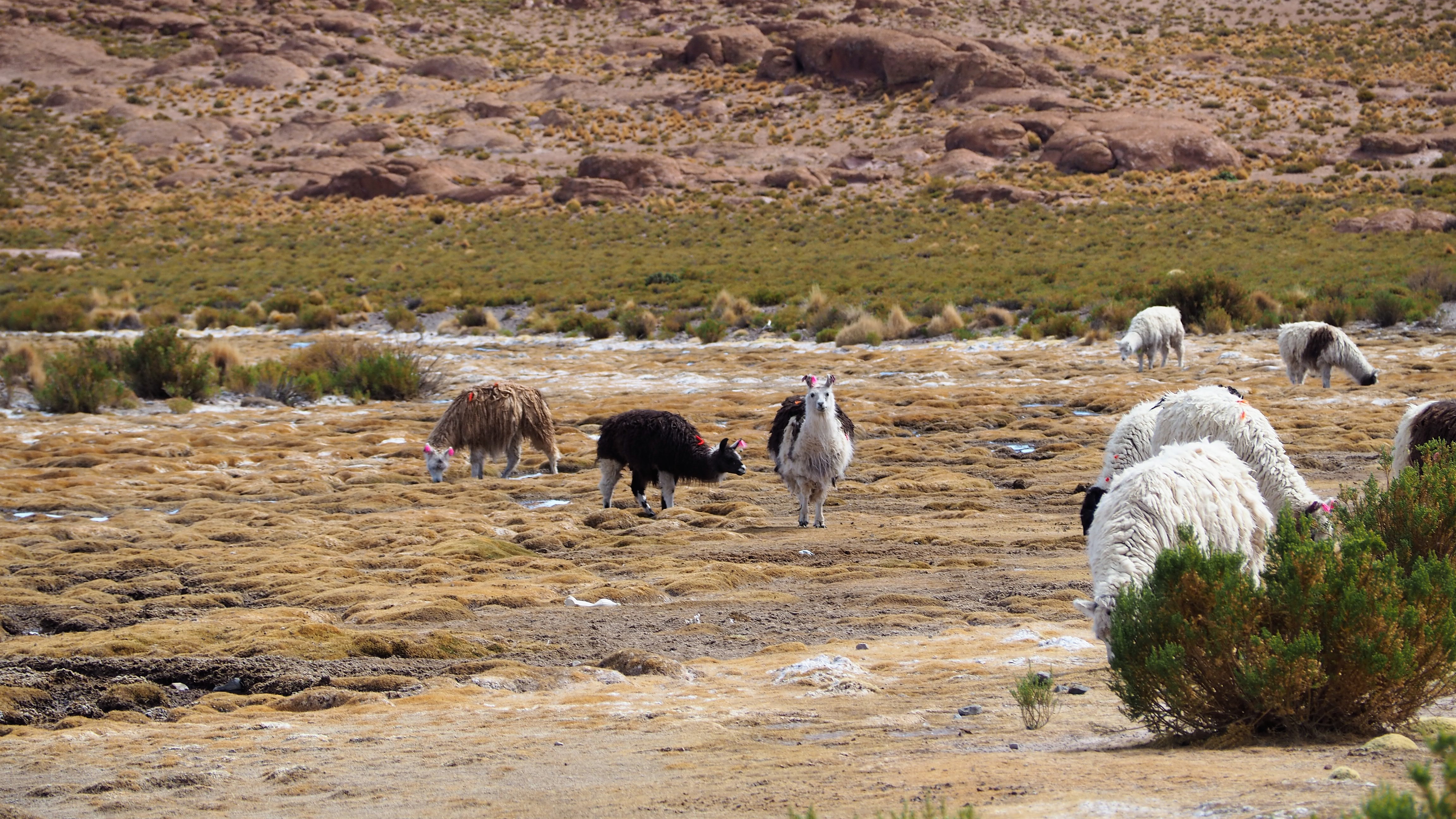 altiplano llamas