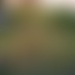 Les bienfaits du Tulsi, plante indienne aux propriétés remarquables dans la maladie comme la santé