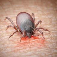 Témoignage de guérison de la maladie de Lyme de manière naturelle
