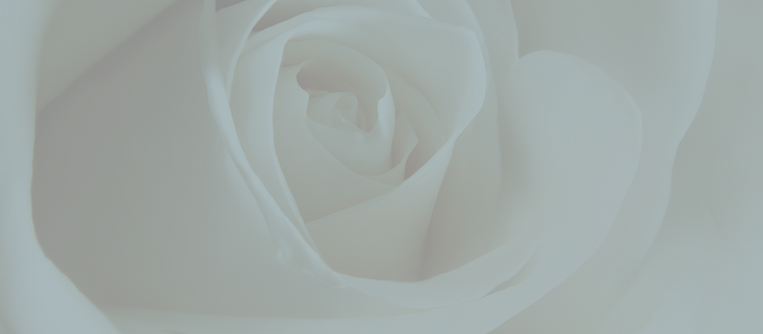 white rose