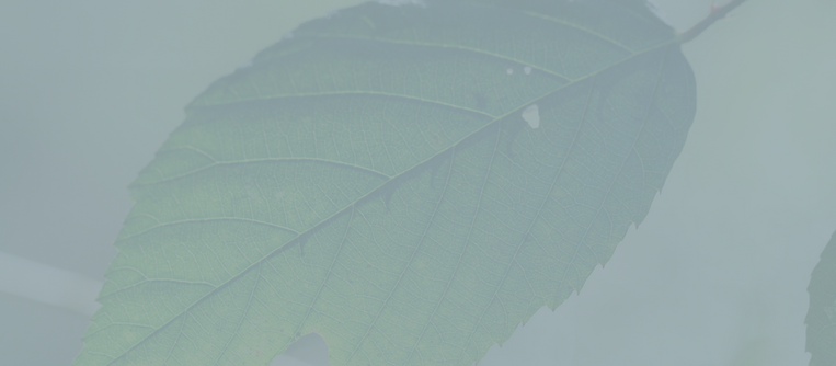 broken leaf