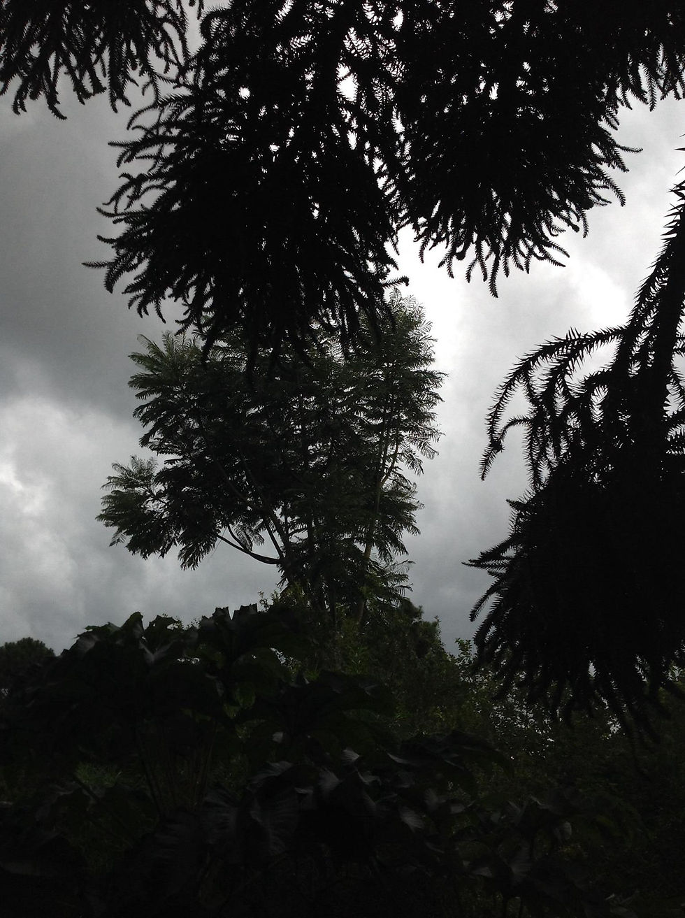 pouco antes da chuva