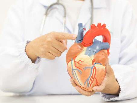 Cardiologist showing anatomy model human heart. during cardiology consultation, and treatment of heart disease in patient.