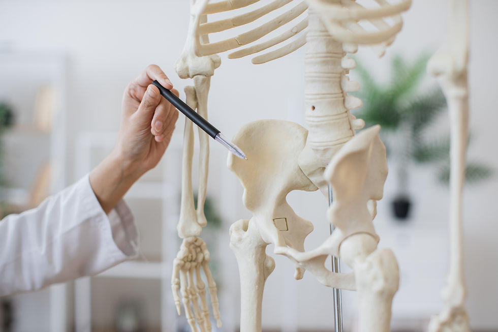 Doctor pointing to a skeletal model of the pelvis, known anatomically as the acetabulofemoral joint.