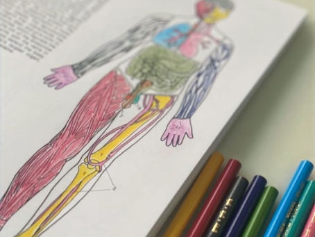 The 11 Systems of Our Body