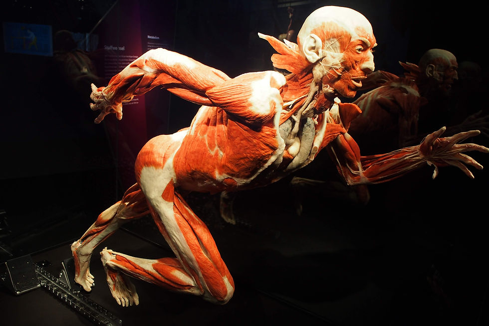 Our actions and our life experiences in our very human bodies are sensed and adjusted via our FASCIA - the human body’s richest sensory organ.