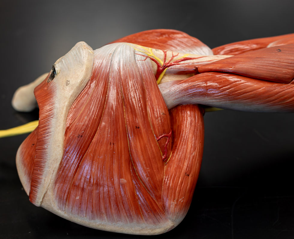 Posterior shoulder dissection showing the muscles that comprise the rotator cuff group.