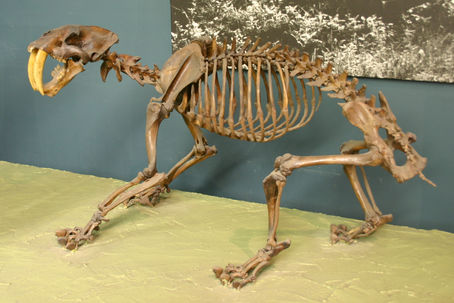 Animal of the Dead: Sabre tooth tiger 
