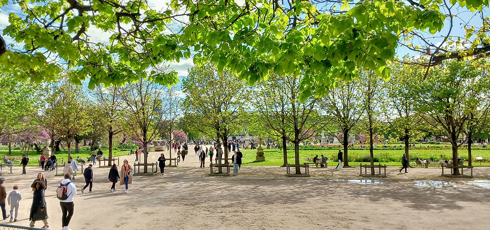Broad pedestrianisee walkway beneath lime trees in the Tuileries Garden, Paris. The path is filled with casual walkers and lined with cherry blossom trees in bloom